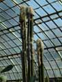 Philosocereus leucocephalus