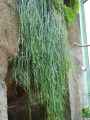 Rhipsalis cassutha