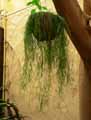 Rhipsalis cassutha