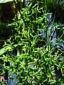 Rhipsalis cereuscula