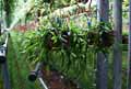 Rhipsalis elliptica