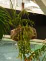 Rhipsalis houlletiana