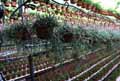 Rhipsalis microcarpa