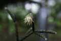 Rhipsalis microcarpa