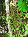 Rhipsalis microcarpa