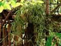 Rhipsalis microcarpa