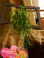 Rhipsalis trigona