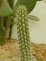 Stenocereus eruca