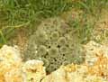 Sulcorebutia steinbachii var gracilior