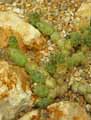 Tephrocactus articulatus