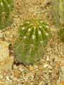 Trichocereus candidans