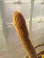 Weberbauerocereus johnsonii