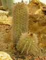 Weberbauerocereus seyboldianus