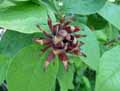 Calycanthus fertilis