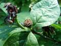 Calycanthus fertilis