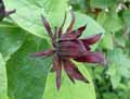 Calycanthus fertilis