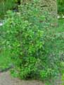 Calycanthus floridus var. glaucus