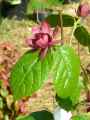 Calycanthus raulstonii Hartlage Wine