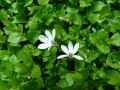 Pratia purpurascens