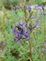 Asyneuma canescens, Podanthum canescens