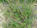 Campanulaceae-Asyneuma-canescens-Podanthum-canescens-Asyneuma.jpg