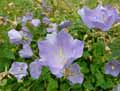 Campanula carpatica