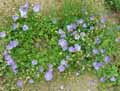Campanula carpatica