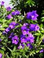 Campanula medium