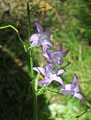 Campanula patula