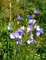 Campanula persicifolia