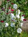 Campanula persicifolia alba