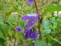 Campanula punctata