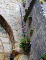 Campanula pyramidalis