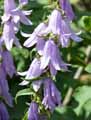 Campanula rapunculoides