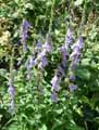 Campanula rapunculoides