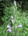 Campanula rapunculus
