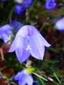 Campanula rotundifolia