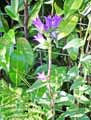 Campanula sp.