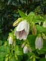 Campanula takesimana