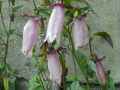 Campanula takesimana Elizabeth