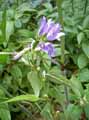 Campanula trachelium