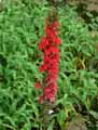 Campanulaceae-Lobelia-cardinalis-Lobelie-cardinale.jpg