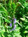Campanulaceae-Lobelia-siphilitica-Lobelie-syphilitique-Lobelie-bleue.jpg