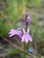 Campanulaceae-Lobelia-urens-Lobelie-brulante-Cardinale-des-marais.jpg