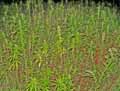 Cannabis ruderalis x sativa