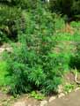 Cannabis sativa