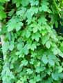 Humulus lupulus