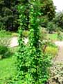 Humulus lupulus