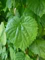 Humulus lupulus