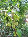 Cannabinaceae-Humulus-lupulus-Houblon.jpg